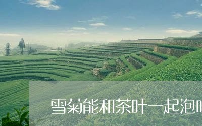 雪菊能和茶叶一起泡吗/2023092164927