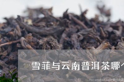 雪菲与云南普洱茶哪个好/2023110358473