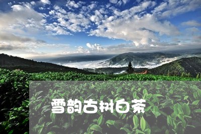 雪韵古树白茶/2023052572047