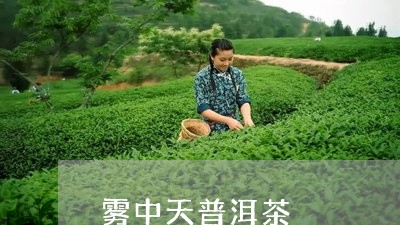 雾中天普洱茶/2023042717035