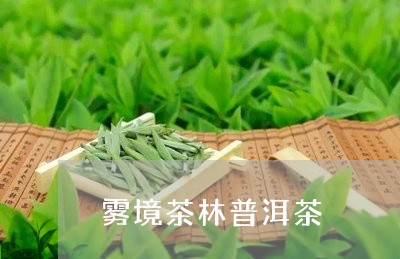 雾境茶林普洱茶/2023101694937