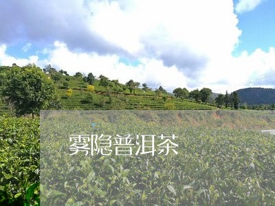 雾隐普洱茶/2023102530725