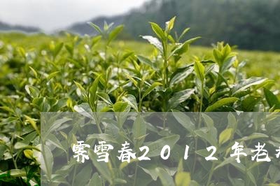 霁雪春2012年老寿眉/2023092489381