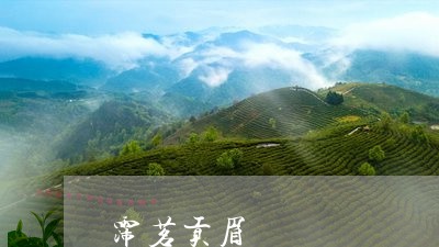 霈茗贡眉/2023111777360