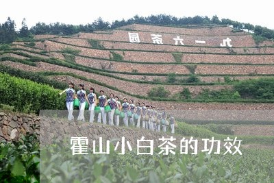 霍山小白茶的功效/2023071115361