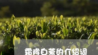 霜降白茶的介绍词/2023071142806