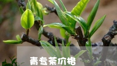 青专茶价格/2023090248459