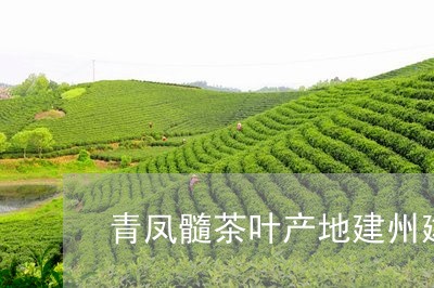 青凤髓茶叶产地建州建宁县产什么茶/2023060496948