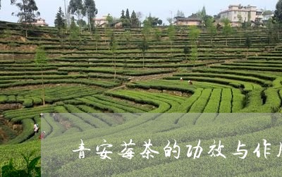 青安莓茶的功效与作用/2023092080262