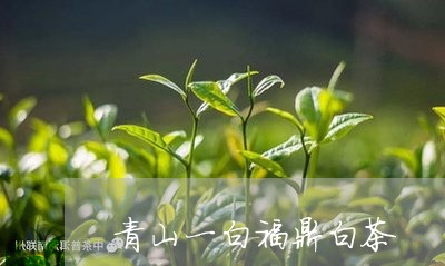 青山一白福鼎白茶/2023112527470