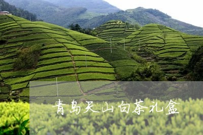 青岛天山白茶礼盒/2023071130482