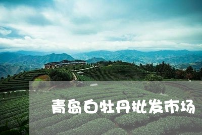 青岛白牡丹批发市场/2023091316461