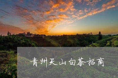 青州天山白茶招商/2023071126170