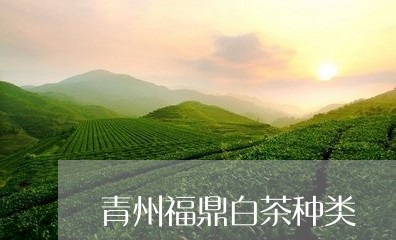 青州福鼎白茶种类/2023090551593