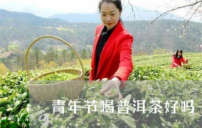 青年节喝普洱茶好吗/2023110840504