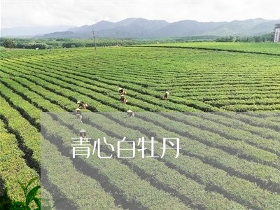 青心白牡丹/2023082777240