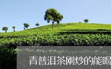 青普洱茶刚炒的能喝吗/2023092581715