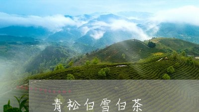 青松白雪白茶/2023052503526