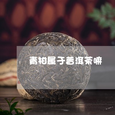 青柑属于普洱茶嘛/2023120410581