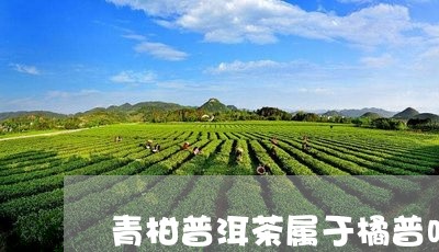 青柑普洱茶属于橘普吗/2023092680691