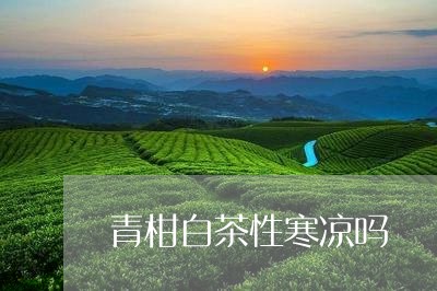 青柑白茶性寒凉吗/2023071170782