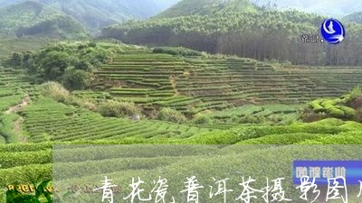 青花瓷普洱茶摄影图片/2023110858539