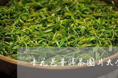 青花老普洱茶图片大全/2023100776169