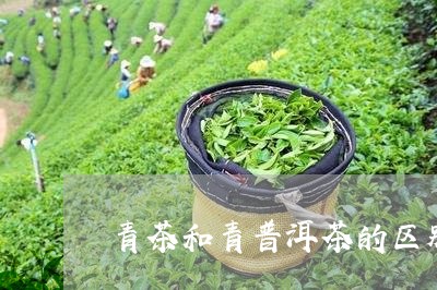 青茶和青普洱茶的区别/2023062416159