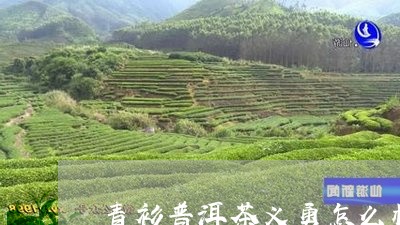 青衫普洱茶义勇怎么样/2023092866970