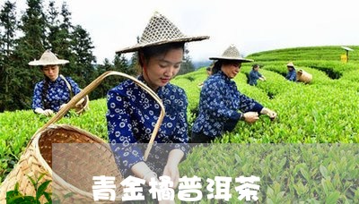 青金橘普洱茶/2023042812211