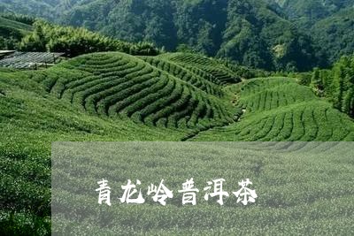 青龙岭普洱茶/2023102525939