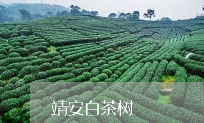 靖安白茶树/2023051152937