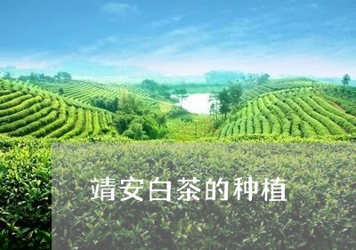 靖安白茶的种植/2023061095048