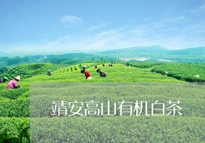 靖安高山有机白茶/2023071314837