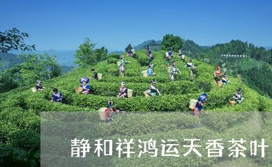 静和祥鸿运天香茶叶/2023041892616