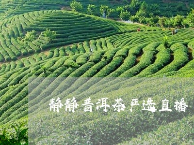 静静普洱茶严选直播/2023120540927