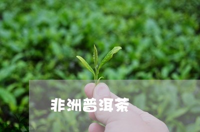 非洲普洱茶/2023090513614