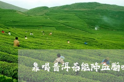 靠喝普洱茶能降血脂吗/2023072383613