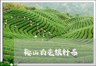 鞍山白毫银针茶/2023061028270