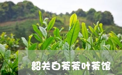 韶关白茶茶叶茶馆/2023071382927