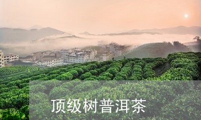 顶级树普洱茶/2023042786062