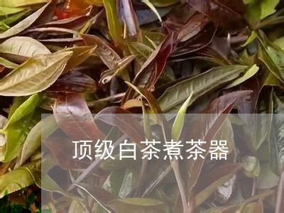 顶级白茶煮茶器/2023073162092