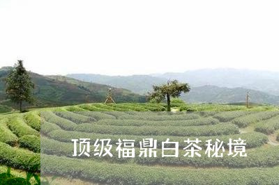 顶级福鼎白茶秘境/2023082619469