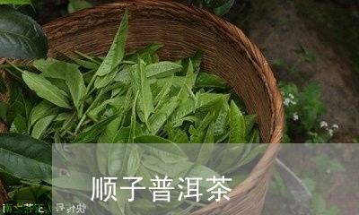 顺子普洱茶/2023081709706