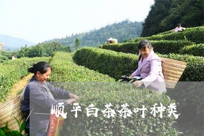 顺平白茶茶叶种类/2023071385926