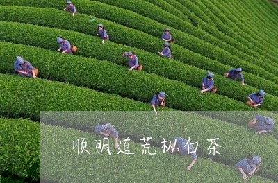 顺明道荒枞白茶/2023061024713