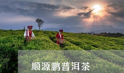 顺源鹏普洱茶/2023101640615