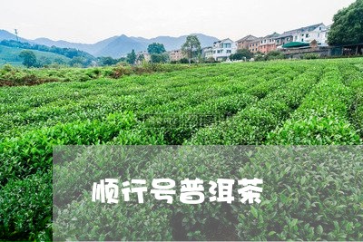 顺行号普洱茶/2023042897481