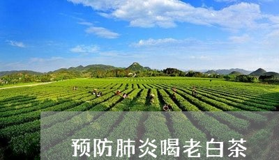 预防肺炎喝老白茶/2023071305050