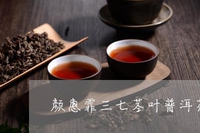 颜惠霏三七茎叶普洱茶/2023092760613